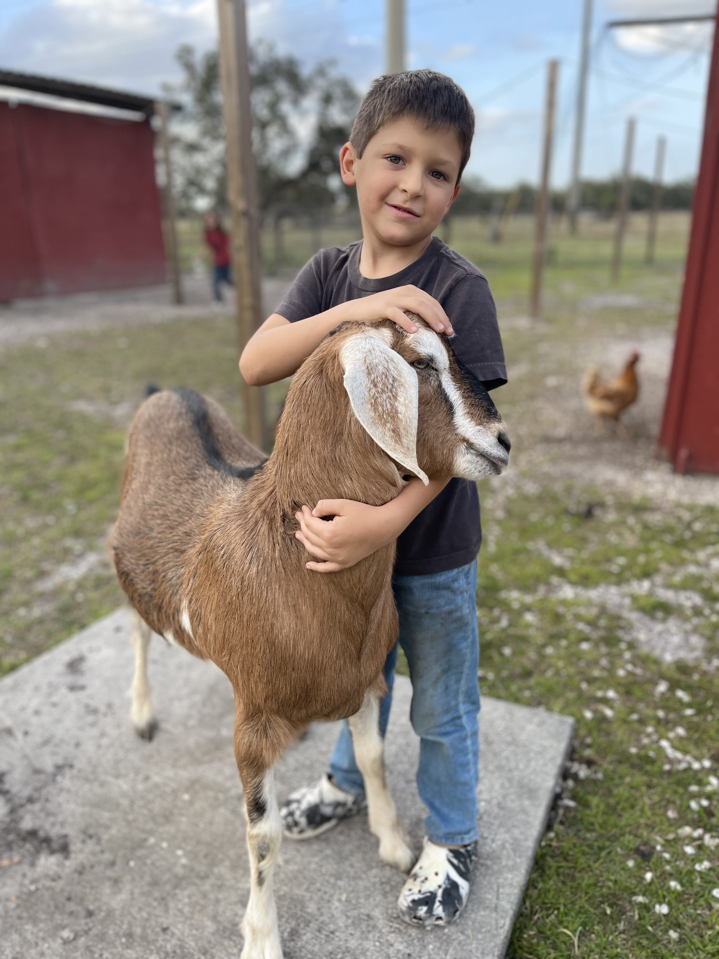 Acton Academy Alva barnyard experience